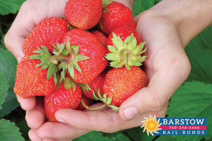 A Strawberry Catch